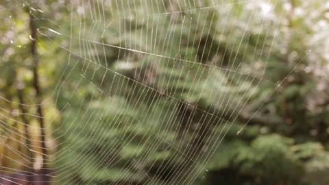 Spiderweb glowing in the sun on a background of green trees in the summer garden Stock Footage 111292884