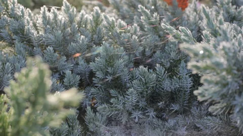 Spiderweb glowing in the sun on a background of green trees in the summer garden Stock Footage 111292957