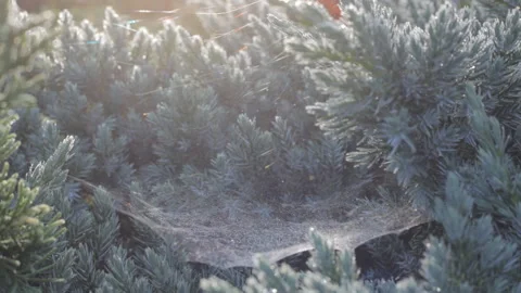 Spiderweb glowing in the sun on a background of green trees in the summer garden Video stock 111293048