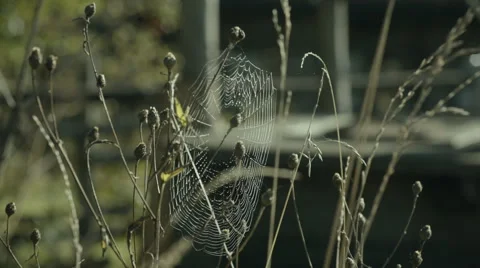 Spiderweb on the grass Stock-Footage 68038851