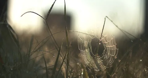 Spiderweb in a graveyard Stock Footage 170185591