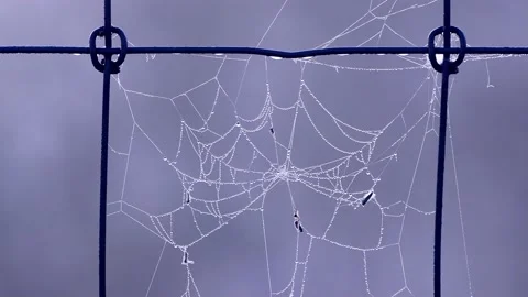 Spiderweb on grey Background  Stock Footage 203384175