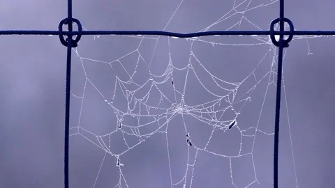 Spiderweb on grey Background  Stock Footage 203405879