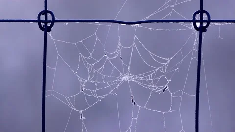 Spiderweb on grey Background  Stock Footage 218796100