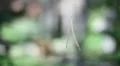 Spiderweb hanging in park, beautiful shot of nature, summer HD Footage