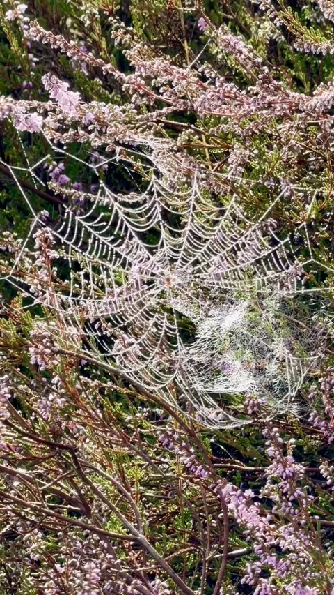 Spiderweb in a heather area Видео 344165292
