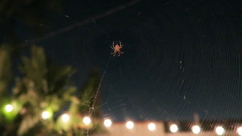 Spiderweb illuminated by light at night Stockbeeldmateriaal 95161213
