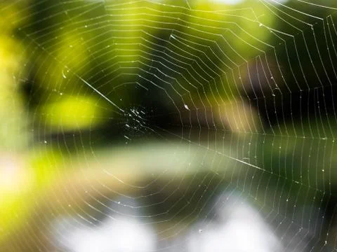 Spiderweb isolated on green background during summer evening. Stock Photos