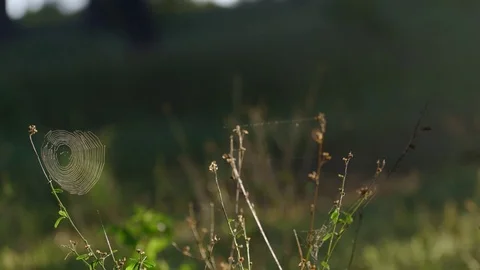 Spiderweb with Jogger in Background Stock Footage 74688034