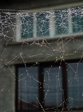 Spiderweb in a Maramures countyh Foto stock