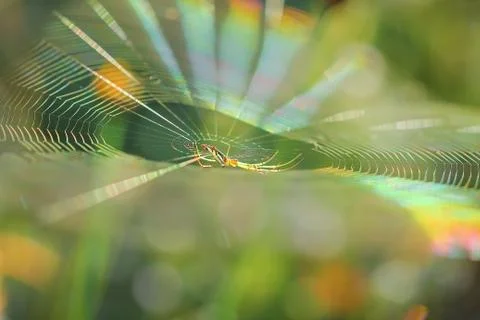 Spiderweb on a meadow . Stock Photos