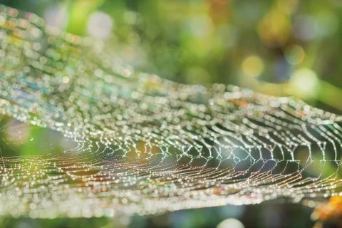 Spiderweb on a meadow . Stock Photos