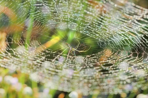 Spiderweb on a meadow . Stock Photos