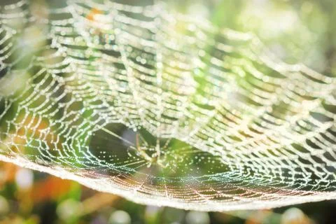 Spiderweb on a meadow . Stock Photos