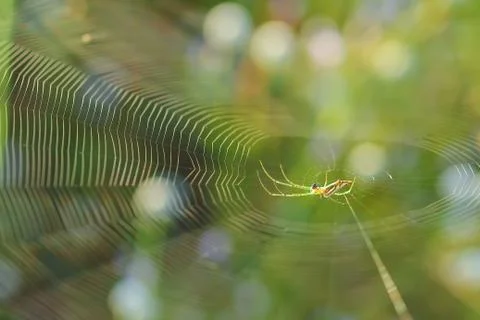 Spiderweb on a meadow . Stock Photos