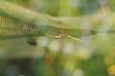 Spiderweb on a meadow . Stock Photos