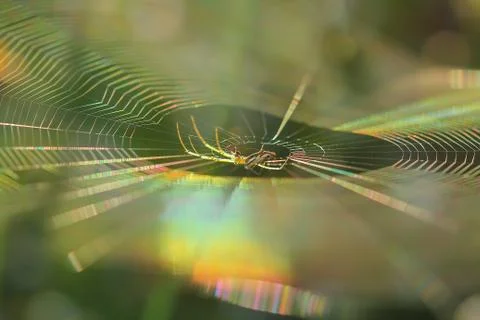 Spiderweb on a meadow . Stock Photos