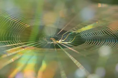 Spiderweb on a meadow . Stock Photos