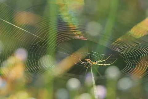 Spiderweb on a meadow . Stock Photos