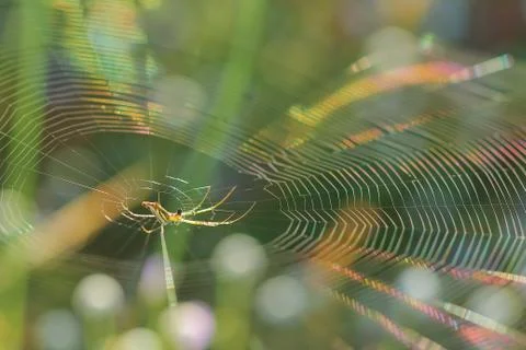 Spiderweb on a meadow . Stock Photos