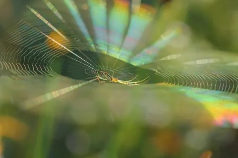 Spiderweb on a meadow . Stock Photos