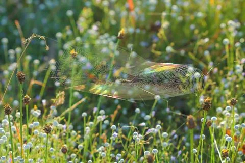 Spiderweb on a meadow . Stock Photos