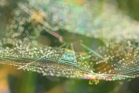 Spiderweb on a meadow . Stock Photos