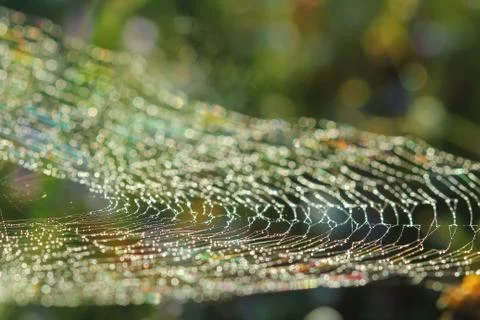 Spiderweb on a meadow . Stock Photos