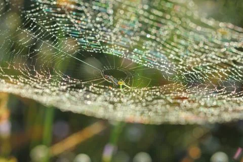 Spiderweb on a meadow . Stock Photos
