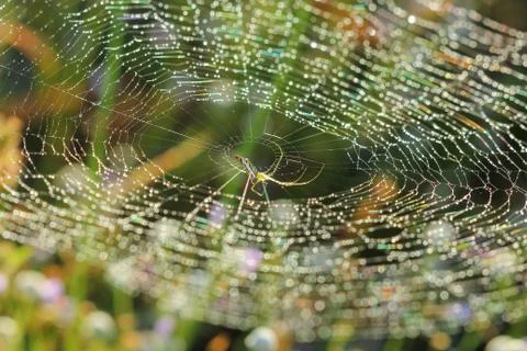 Spiderweb on a meadow . Stock Photos