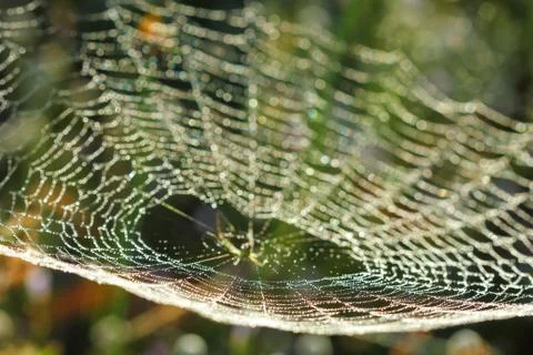 Spiderweb on a meadow . Foto stock