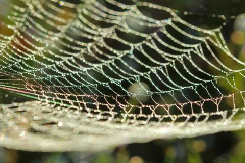 Spiderweb on a meadow . Stock Photos