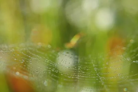 Spiderweb on a meadow . Stock Photos