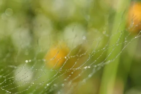 Spiderweb on a meadow . Stock Photos