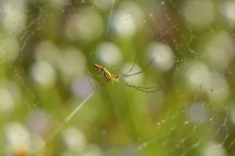 Spiderweb on a meadow . Stock Photos