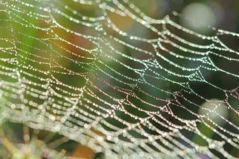 Spiderweb on a meadow . Stock Photos