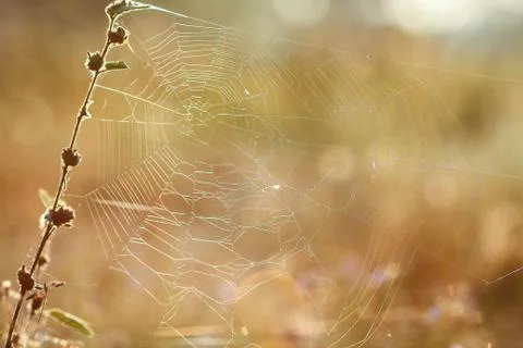 Spiderweb on a meadow . Stock Photos