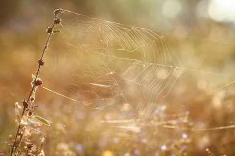 Spiderweb on a meadow . Stock Photos