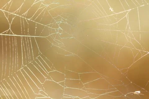 Spiderweb on a meadow . Stock Photos