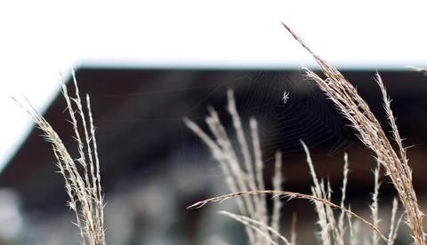Spiderweb Mid-Afternoon Stock Photos