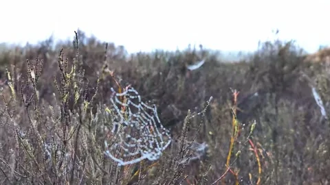 Spiderweb with morning dew on heather Video stock 339438994
