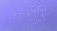 Spiderweb With Morning Dew Trembling In The Wind, Droplets On Cobweb, Blue Sky Stock Footage