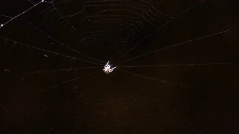 A Spiderweb Night  Stock Footage 78769395