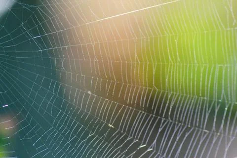 Spiderweb or cobweb background Stock Photos