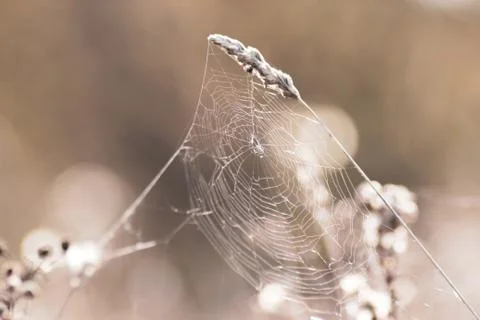 Spiderweb or cobweb on the wheat. Foto stock