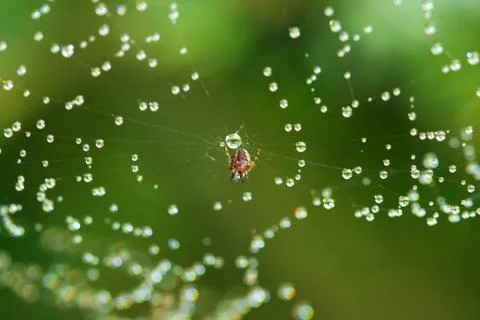 Spiderweb Stock-Fotos