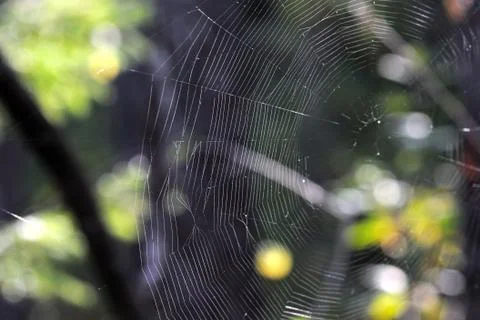 Spiderweb Stock Photos