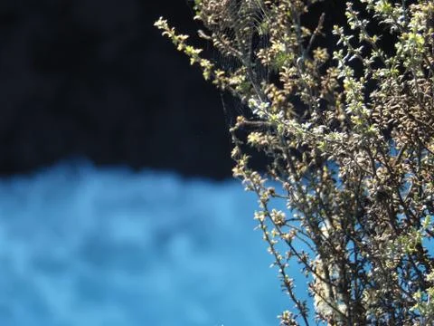 Spiderweb 写真素材