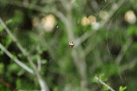 Spiderweb Stock Photos