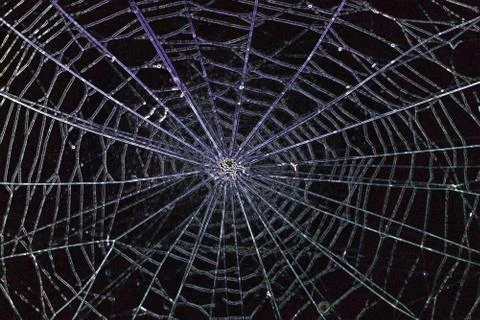 Spiderweb Foto stock
